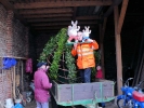 Osterbaumaktion 2008